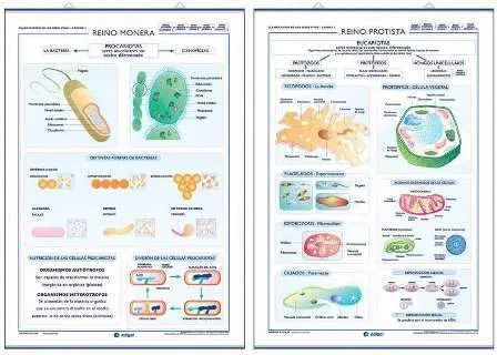 Dibujos de reino monera - Imagui
