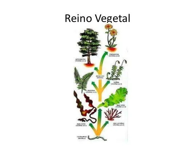 Dibujos del reino vegetal - Imagui
