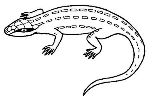 DIBUJOS DE REPTILES PARA COLOREAR