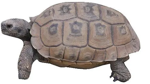 DIBUJOS DE REPTILES PARA IMPRIMIR
