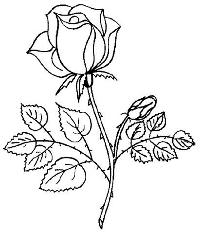 Dibujo.de rosas - Imagui