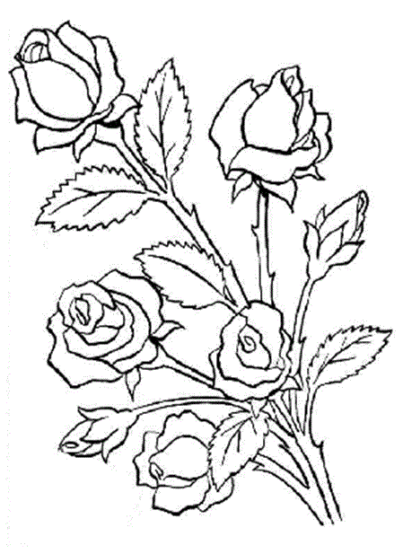 Dibujos De Rosas | La Mejor Coleccion De Dibujos de Rosas