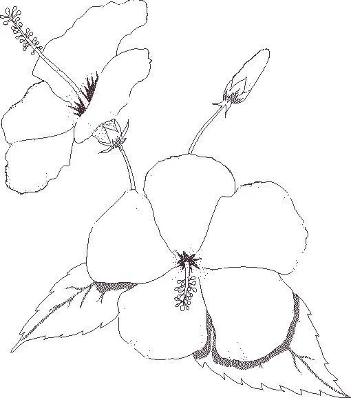 Dibujos de rosas para pintar – Botanical-online