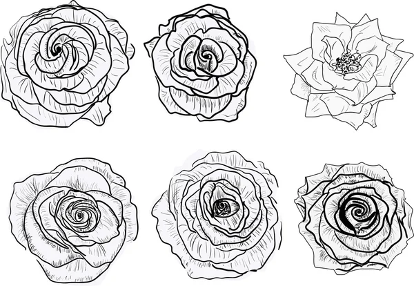 Dibujos de rosas — Vector stock © Dr.PAS #55590747 Dibujos de rosas — Vector stock © Dr.PAS #55590747
