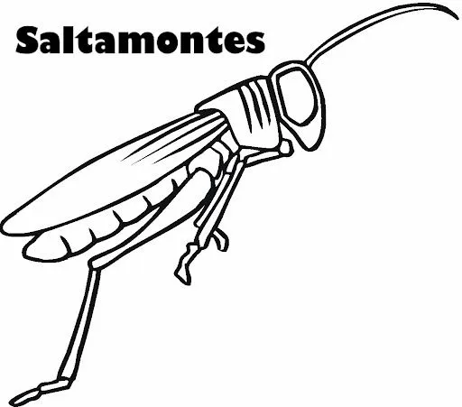 DIBUJOS DE SALTAMONTES PARA COLOREAR | Dibujos para colorear DIBUJOS DE SALTAMONTES PARA COLOREAR | Dibujos para colorear