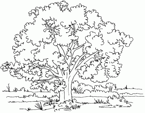 Dibujos de la Semana Forestal para pintar | Dibujos para Niños