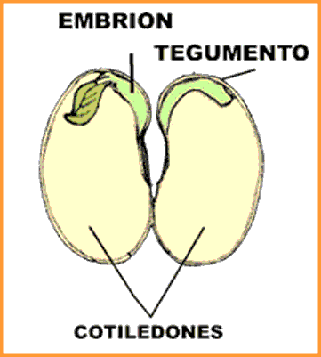 Dibujos de semillas - Imagui
