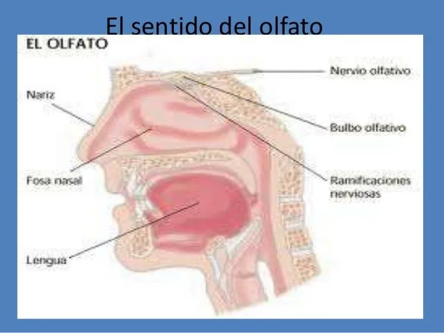 Dibujos de el sentido del olfato - Imagui