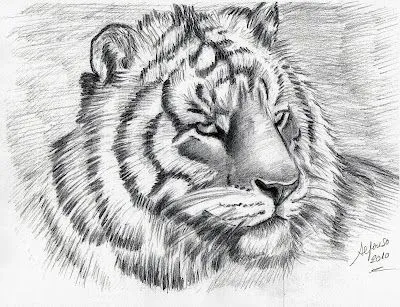 Tigres dibujados a lapiz - Imagui