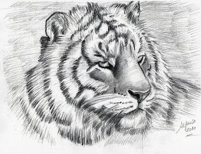 DIBUJOS Y SENTIMIENTOS: DIBUJO AL LAPIZ DE UN TIGRE