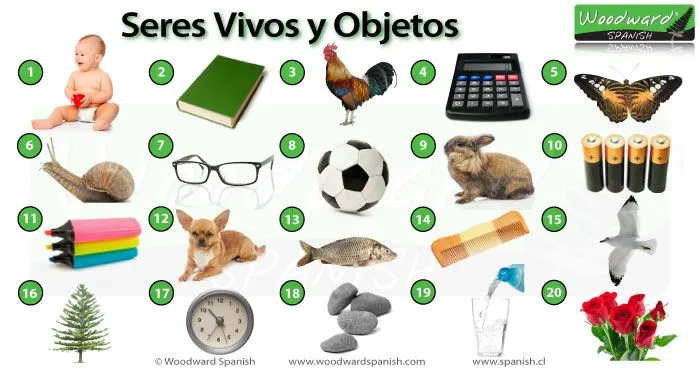 Dibujos de seres vivos y seres no vivos - Imagui Dibujos de seres vivos y seres no vivos - Imagui