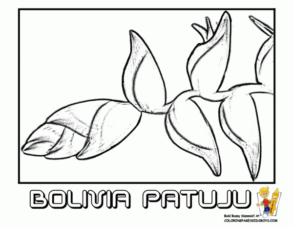 Dibujos de los símbolos patrios de Bolivia para pintar | Colorear ... Dibujos de los símbolos patrios de Bolivia para pintar | Colorear ...