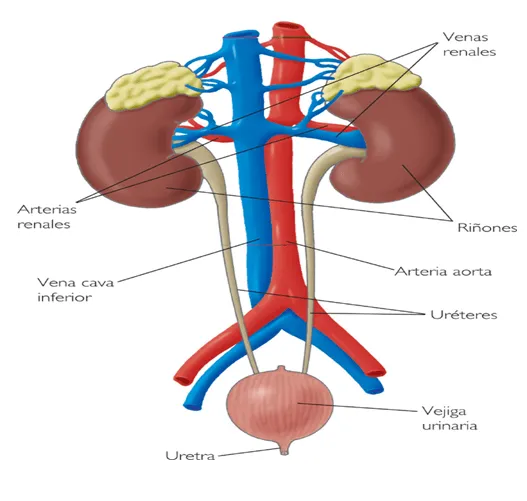 Aparato excretor humano para colorear - Imagui