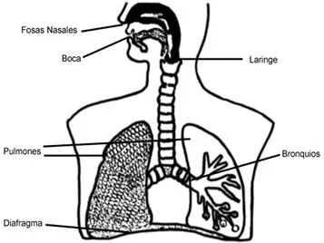 Dibujos del sistema respiratorio humano para colorear - Imagui