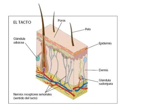 Dibujos del tacto y sus partes - Imagui