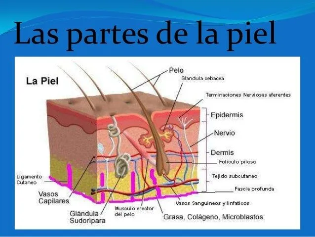 Dibujos del tacto con sus partes - Imagui