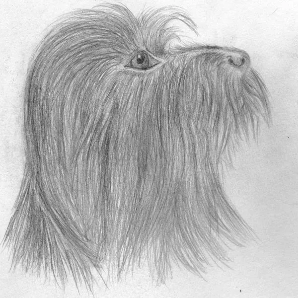 Dibujos de Perros y se los muestro! - Taringa! Dibujos de Perros y se los muestro! - Taringa!