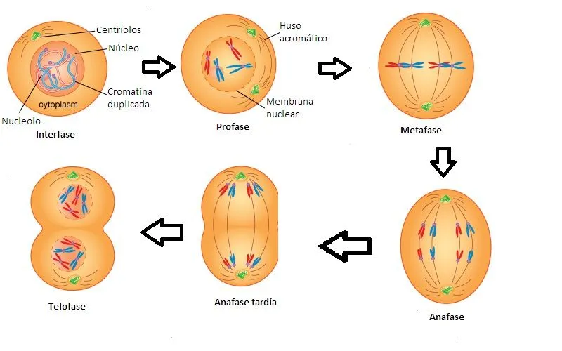 Mitosis facil de dibujar - Imagui