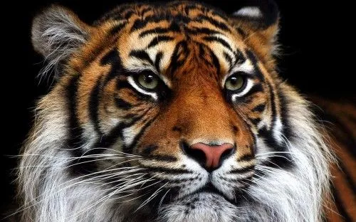 Tigres tiernos enamorados - Imagui