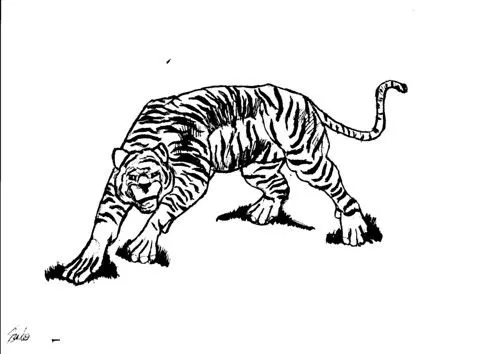Tigres dibujados a lapiz - Imagui