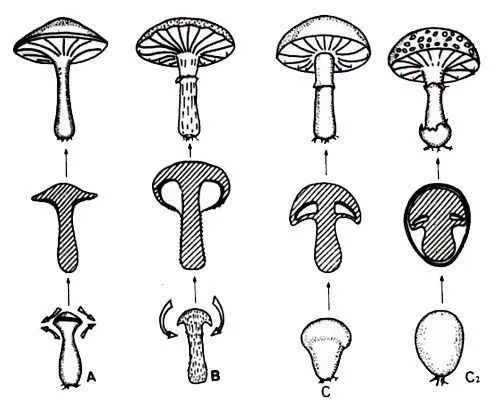 Basidiomycetes. Hymenomycetes. Las setas