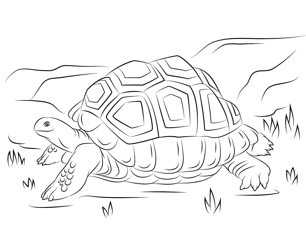 Dibujos de tortugas para colorear e imprimir Dibujos de tortugas para colorear e imprimir