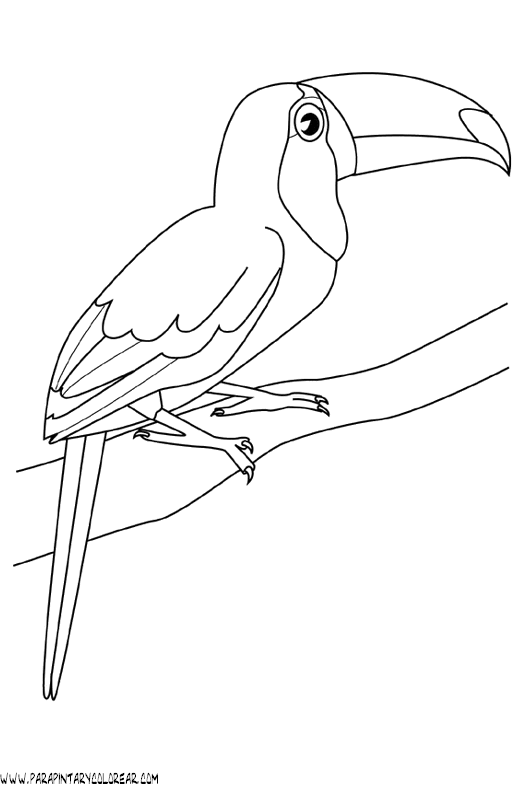 Dibujos de tucanes - Imagui
