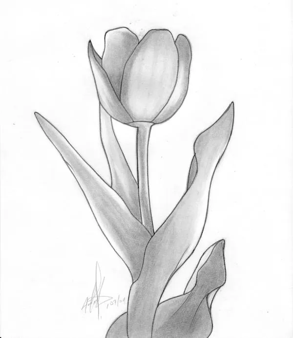 Dibujos de tulipanes a lapiz - Imagui
