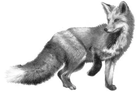 Dibujos de zorros » ZORROPEDIA