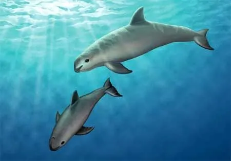dibujo+vaquita+marina-2.jpg