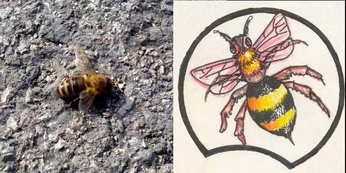 Diccionario Básico Escolar