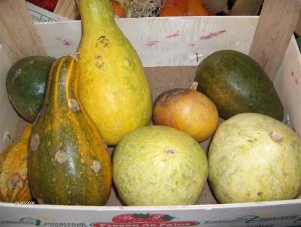 Diccionario gastronómico. Ficha de cocina de Calabaza Chef Uri. Diccionario gastronómico. Ficha de cocina de Calabaza Chef Uri.