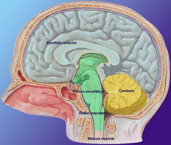 DICCIONARIO ILUSTRADO DE TÉRMINOS MÉDICOS