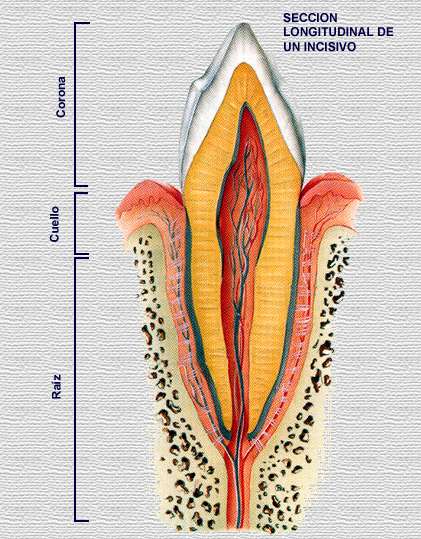 DICCIONARIO ILUSTRADO DE TÉRMINOS MÉDICOS