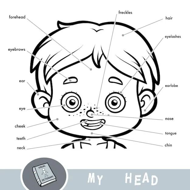 Diccionario visual de dibujos animados para niños sobre el cuerpo humano. mi cabeza se parte por un niño. | Vector Premium Diccionario visual de dibujos animados para niños sobre el cuerpo humano. mi cabeza se parte por un niño. | Vector Premium