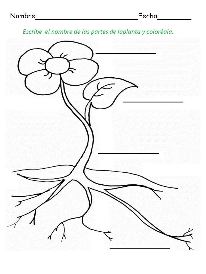 Imagenes de la planta con sus partes para colorear - Imagui Imagenes de la planta con sus partes para colorear - Imagui