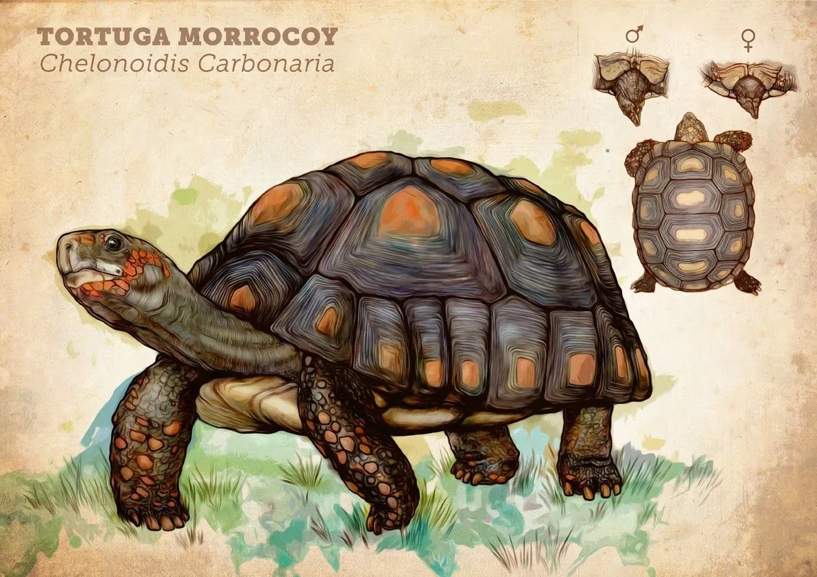 Diego Bohórquez - Tortuga Morrocoy - Chelonoidis c... | Tortuga morrocoy, Morrocoy, Tortugas terrestres Diego Bohórquez - Tortuga Morrocoy - Chelonoidis c... | Tortuga morrocoy, Morrocoy, Tortugas terrestres
