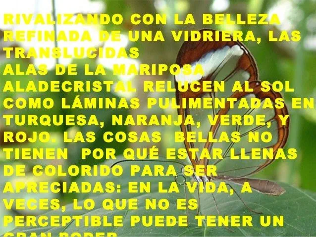 diego-ricol-mariposas-hermosas ...