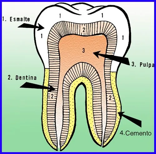 Composición de los dientes | Partes de los dientes humanos Composición de los dientes | Partes de los dientes humanos