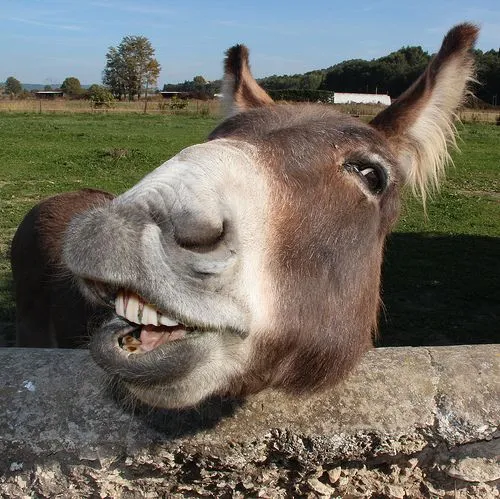 DIENTES DE BURRO Y CARA DE COCHINO | Remigio Sol