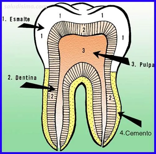 Dientes – Info.Saludisima