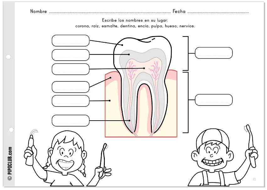 Los dientes y sus partes para colorear - Imagui