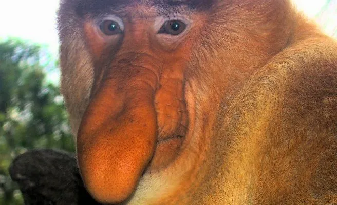 Los diez animales más feos del mundo -- Qué.es --