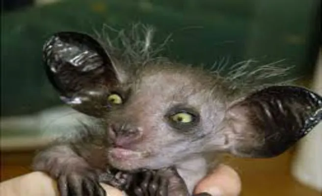 Los diez animales más feos del mundo -- Qué.es -- Los diez animales más feos del mundo -- Qué.es --