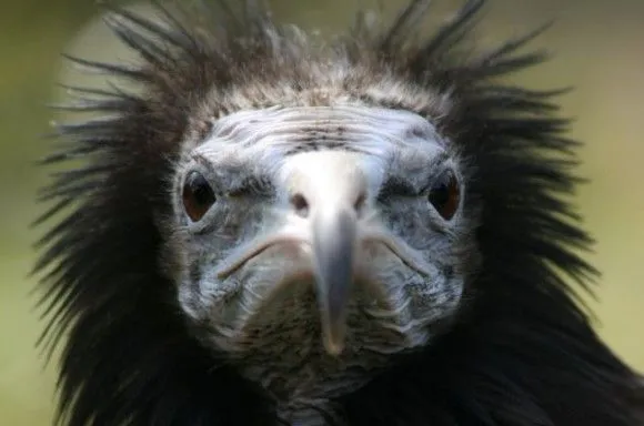 Los diez bichos más feos del mundo según National Geographic (+ ... Los diez bichos más feos del mundo según National Geographic (+ ...