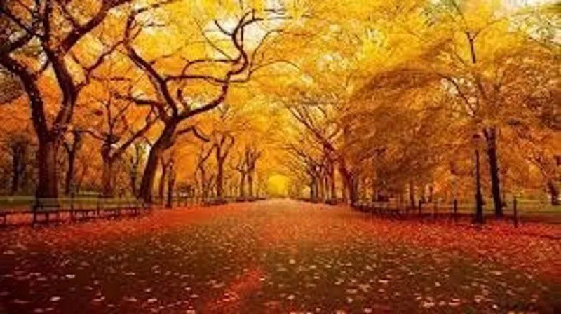 Diez canciones para poner banda sonora a tu otoño Diez canciones para poner banda sonora a tu otoño