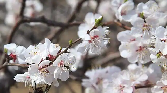 Fotos de paisajes de primavera para FaceBook - Imagui