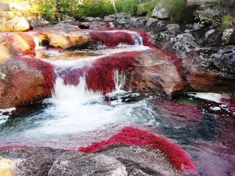 cano_cristales_el-rio-mas- ...