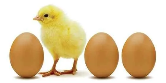 Los diez secretos del huevo de gallina que probablemente ignoras ... Los diez secretos del huevo de gallina que probablemente ignoras ...
