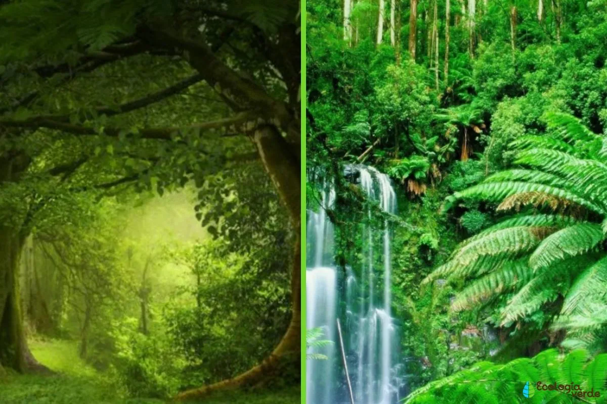 DIFERENCIA entre BOSQUE y SELVA - ¡Resumen! DIFERENCIA entre BOSQUE y SELVA - ¡Resumen!